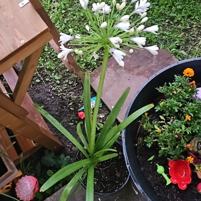 Photo of the plant species Blue Lily by @PetBucaneve13 named Aria on Greg, the plant care app