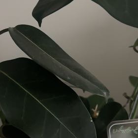 Photo of the plant species Southern Magnolia by @ShrewdMango35 named Queen on Greg, the plant care app