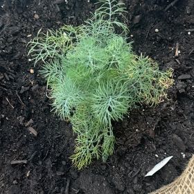 Photo of the plant species Dill by @ShrewdMango35 named Harmony on Greg, the plant care app