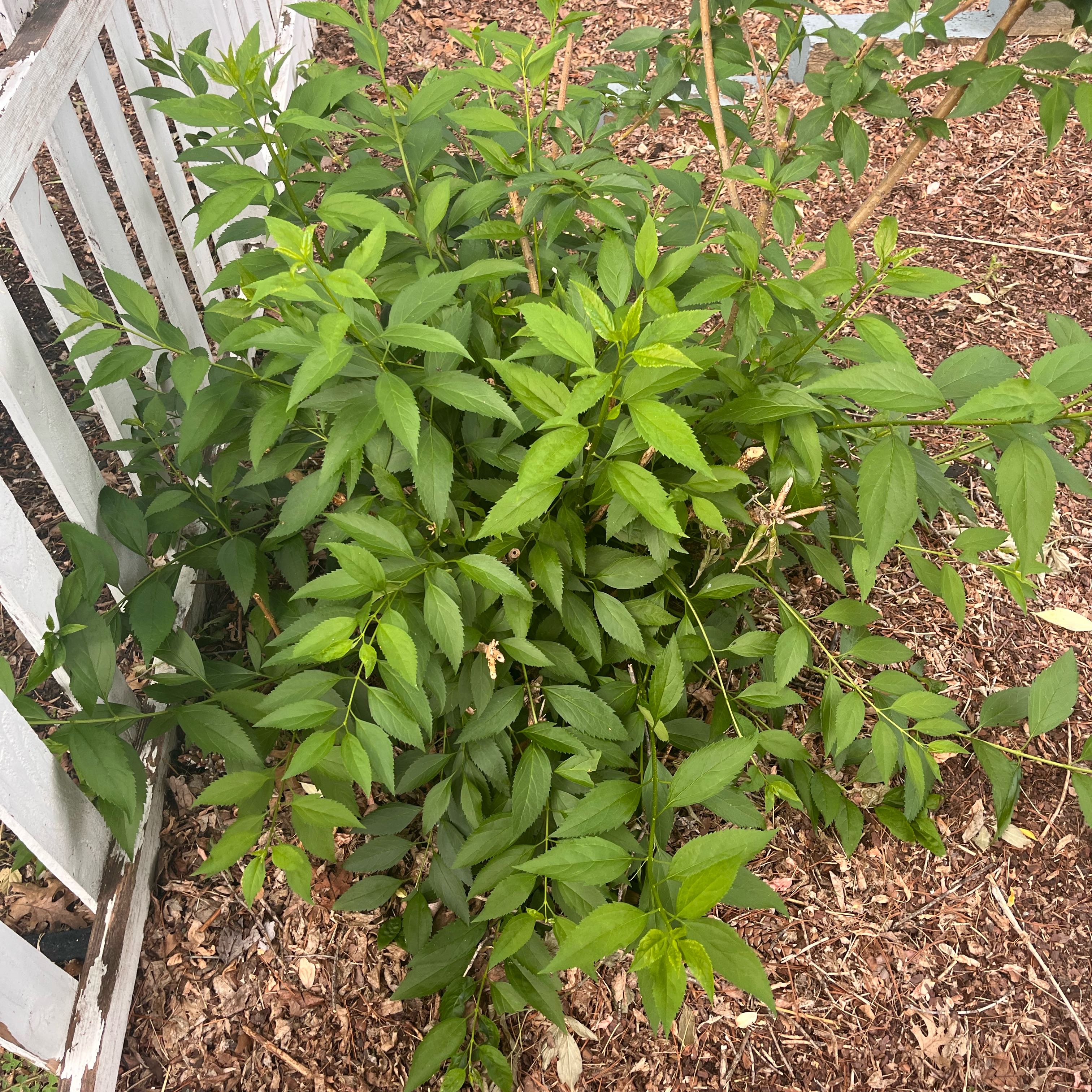 Photo of the plant species Purple Beautyberry by @BiggestPilea12 named Tree Diddy on Greg, the plant care app