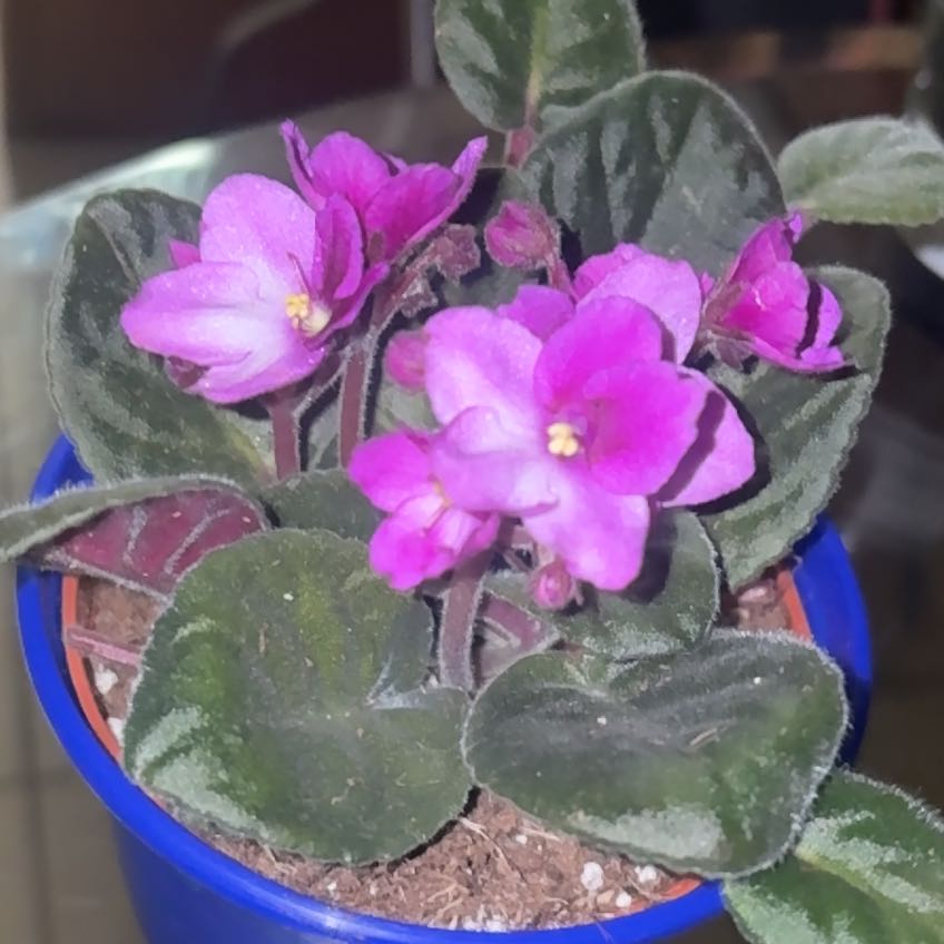 kenyan violet