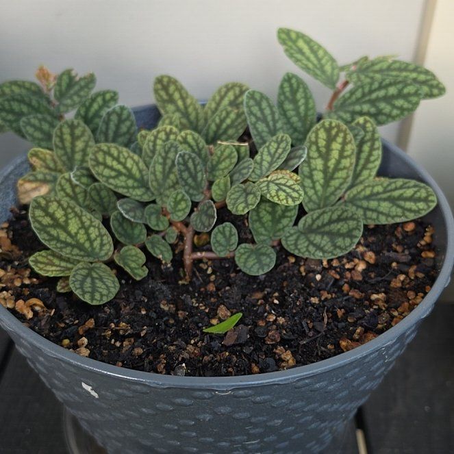 Photo of the plant species Watermelon Vine by @SavoryChinotto6 named Naomi on Greg, the plant care app