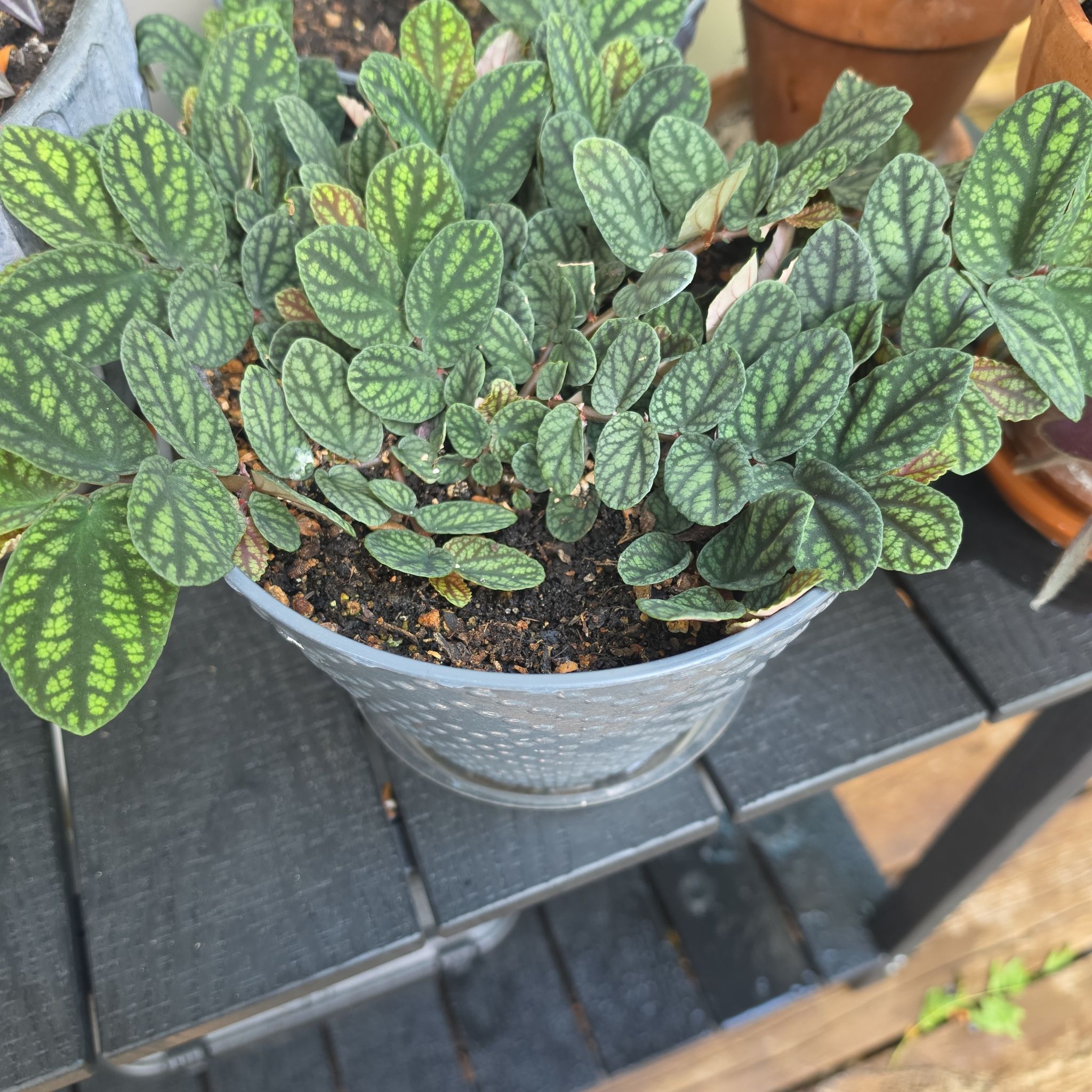 Photo of the plant species Watermelon Vine by @SavoryChinotto6 named Naomi on Greg, the plant care app