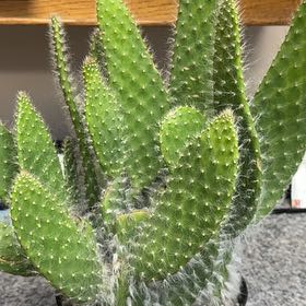 Photo of the plant species Woolyjoint Prickly Pear by @EagerChards70 named McKinley on Greg, the plant care app