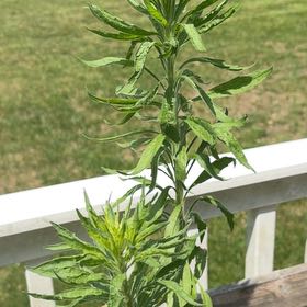 Photo of the plant species Canadian Fleabane by @AdonicRedlog30 named Sherlock on Greg, the plant care app