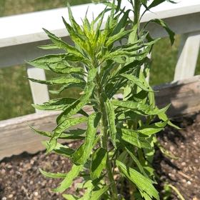 Photo of the plant species Canadian Fleabane by @AdonicRedlog30 named Dolores on Greg, the plant care app