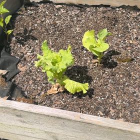 Photo of the plant species Garden Lettuce by @AdonicRedlog30 named Curie on Greg, the plant care app
