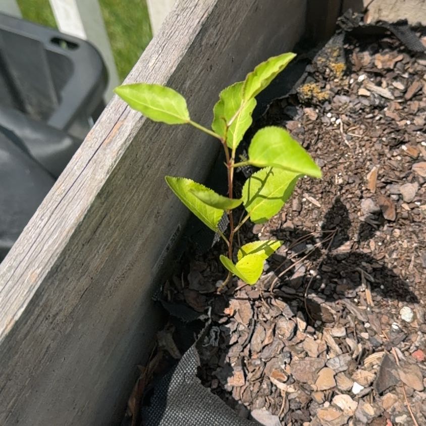 Photo of the plant species Bradford Pear by @AdonicRedlog30 named Kobe on Greg, the plant care app
