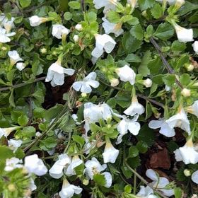 Photo of the plant species Chinese Violet by @MoneyedJellycup named Stella on Greg, the plant care app
