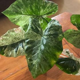 Photo of the plant species Alocasia Blizzard Elephants Ear by @BoldMaypop79 named Blanche on Greg, the plant care app