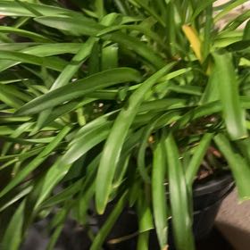 Photo of the plant species Blue Lily by @ChicSourwood47 named Queen on Greg, the plant care app