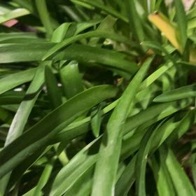 Photo of the plant species Blue Lily by @ChicSourwood47 named Sanders on Greg, the plant care app