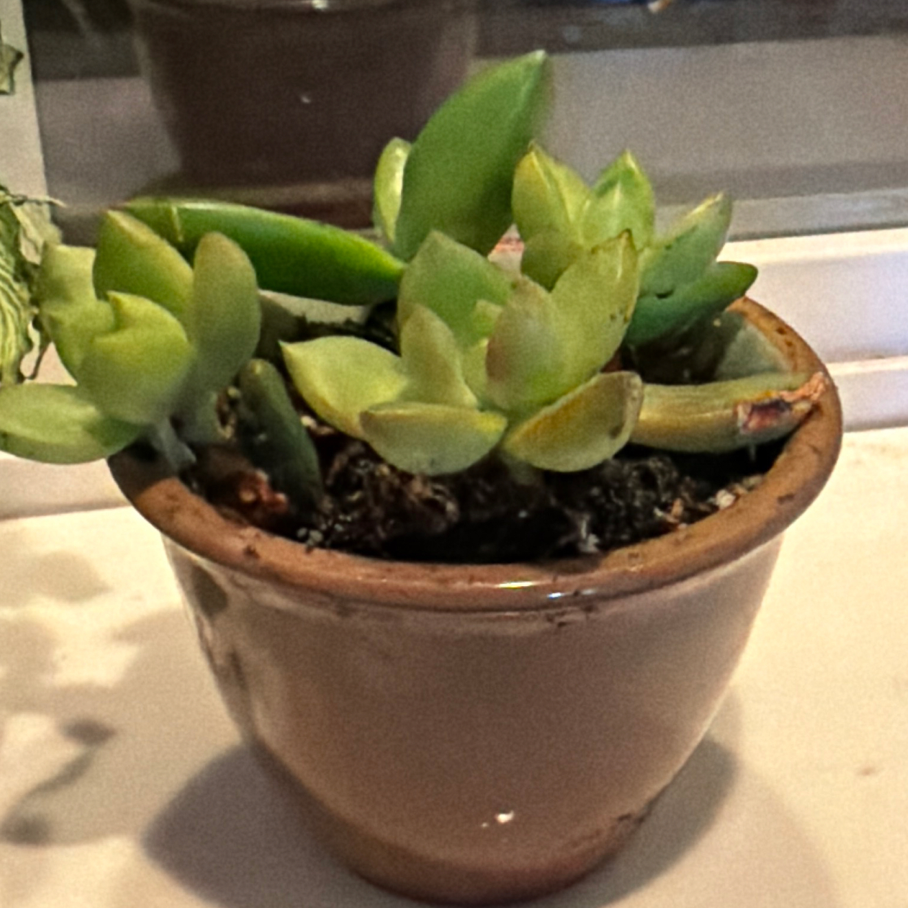 Photo of the plant species Checkered Lily by @GutsyBluehaze97 named Foxxy on Greg, the plant care app
