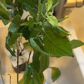 Photo of the plant species Mock Orange by @TimelyPhlox35 named Aristotle on Greg, the plant care app