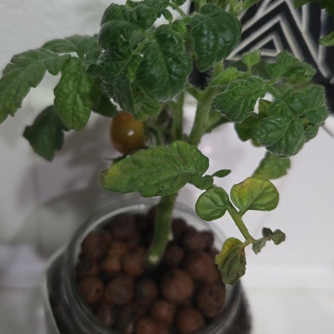 Photo of the plant species Cherry Tomato by @SmileyPepino92 named Scarlett on Greg, the plant care app