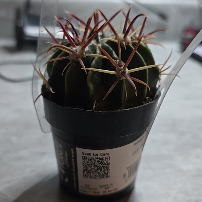 Photo of the plant species Devil's Pincushion by @GoodySeaoxeye36 named Fernie Mercury on Greg, the plant care app
