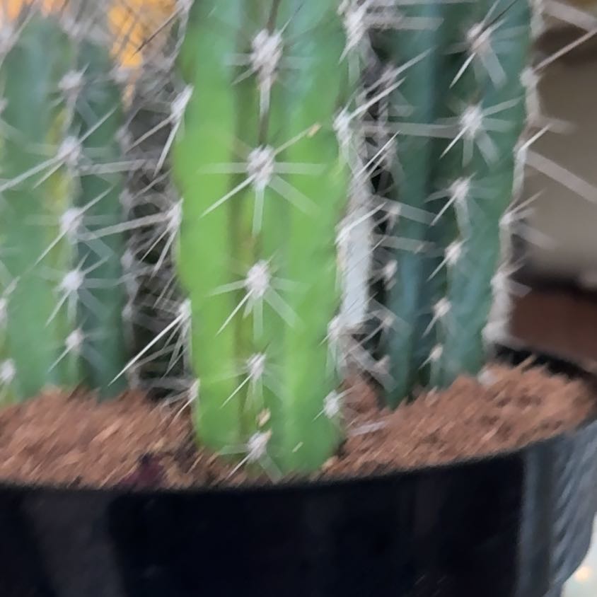 Photo of the plant species Organ Pipe Cactus by @MusicalPapaya2 named Hemingway on Greg, the plant care app
