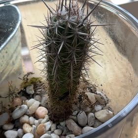 Photo of the plant species Chihuahuan Beehive by @MusicalPapaya2 named Taylor Swift on Greg, the plant care app
