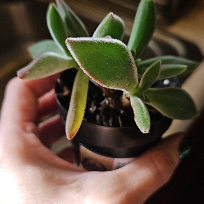 Photo of the plant species Plush Plant by @RulerEggplant16 named Surya on Greg, the plant care app