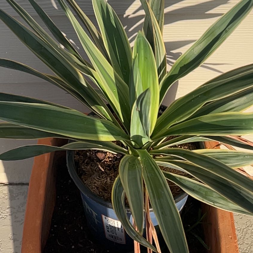 Photo of the plant species Adam's Needle by @AdorableHope named Treeyoncé on Greg, the plant care app
