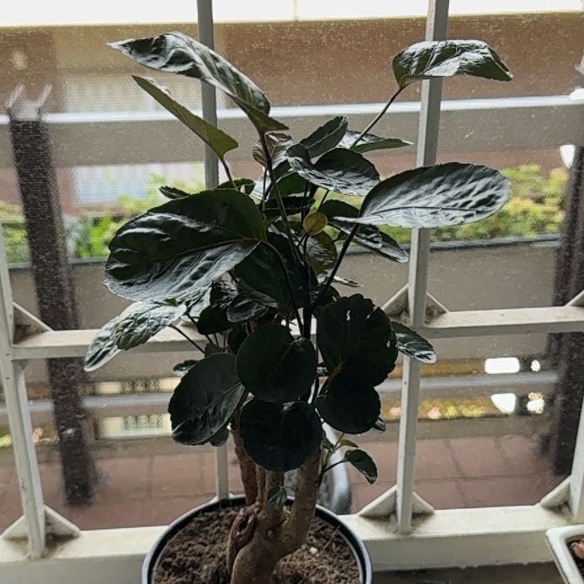 Photo of the plant species Polyscias by @BigCorrea78 named Push on Greg, the plant care app