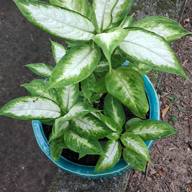 Photo of the plant species Dumb Cane by @SundaySprouts26 named Einstein on Greg, the plant care app