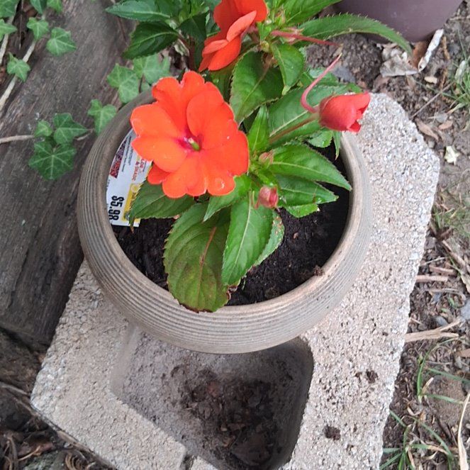 Photo of the plant species SunPatiens by @SundaySprouts26 named Achilles on Greg, the plant care app
