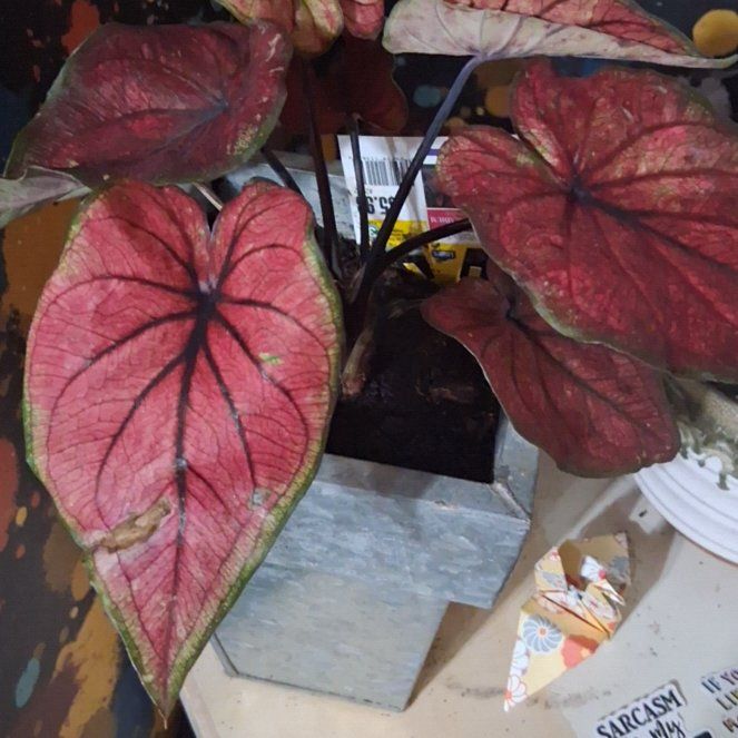 Photo of the plant species Caladium by @SundaySprouts26 named Plato on Greg, the plant care app