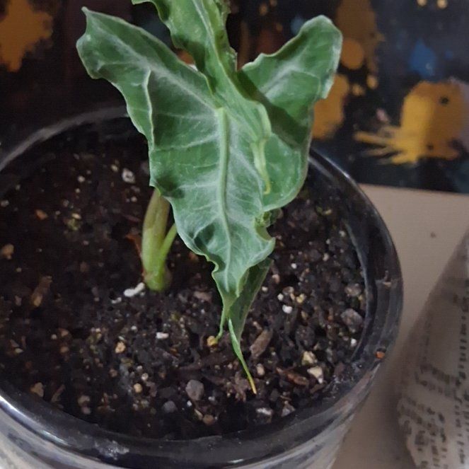 Photo of the plant species Alocasia Loco by @SundaySprouts26 named Beckham on Greg, the plant care app