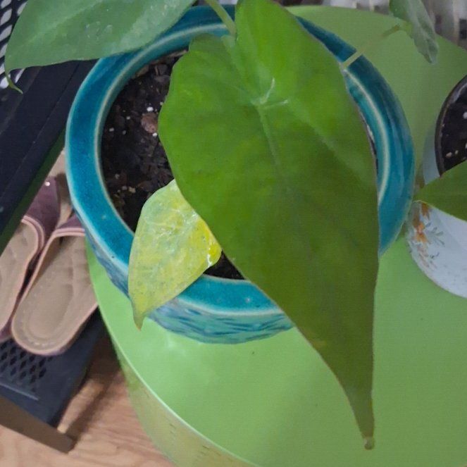 Photo of the plant species Alocasia Blue Dragon by @SundaySprouts26 named Morgan Treeman on Greg, the plant care app
