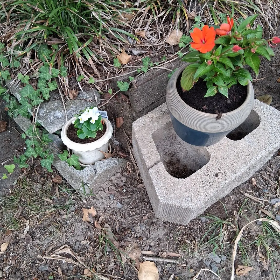 Photo from the post