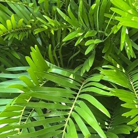 Photo of the plant species Florida Arrowroot by @RealOrchids92 named Bodhi on Greg, the plant care app
