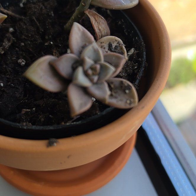 Photo of the plant species Graptosedum 'Vera Higgins' by @TryGrandfir81 named Cleopatra on Greg, the plant care app