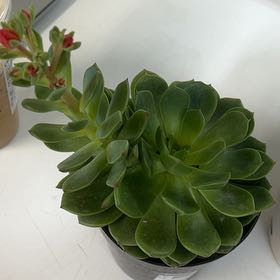 Photo of the plant species Elfstone by @JazzedMyagrum71 named Gomez on Greg, the plant care app
