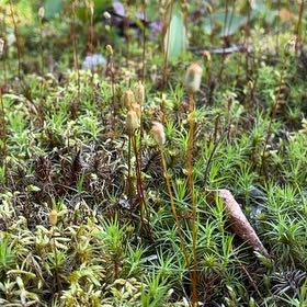 Photo of the plant species Jensen's Polytrichum Moss by @ZanyMint16 named Clooney on Greg, the plant care app