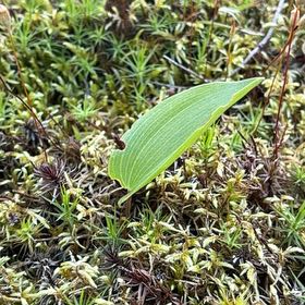 Photo of the plant species Canada Mayflower by @ZanyMint16 named Tree Diddy on Greg, the plant care app