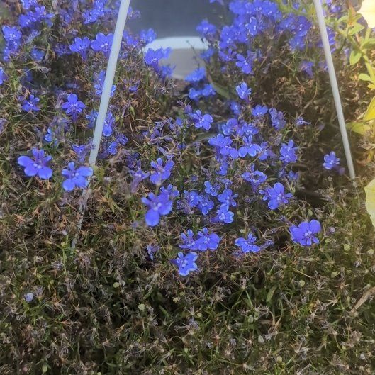 Photo of the plant species Edging Lobelia by @StandupAjwain86 named Taylor Swift on Greg, the plant care app