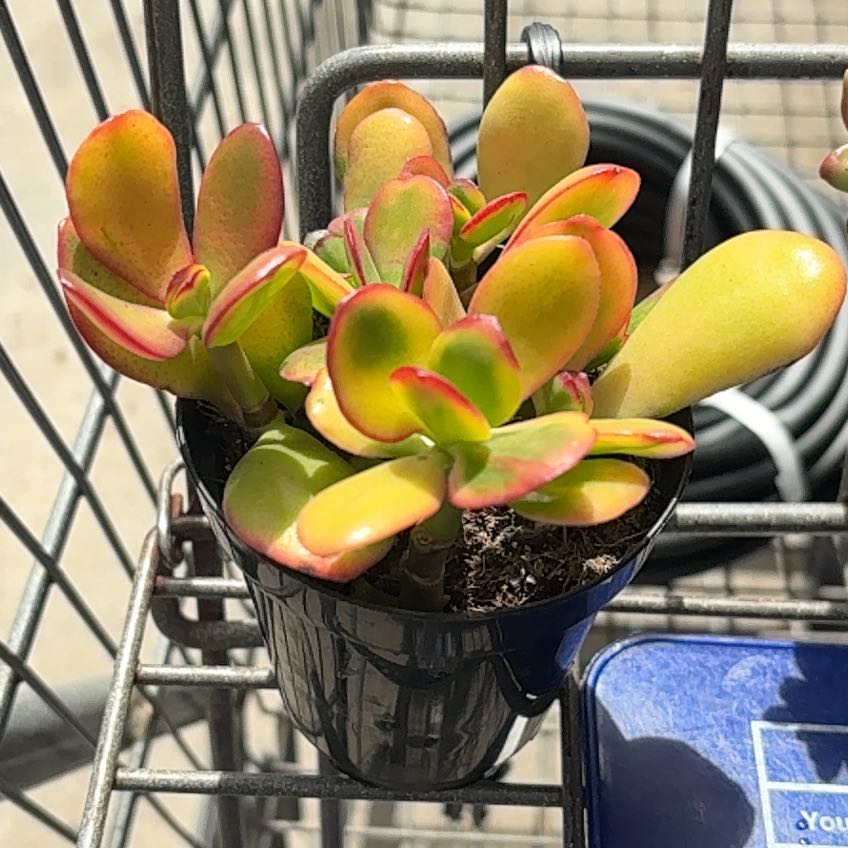 Photo of the plant species Golden Jade by @HotNapaea95 named sterling on Greg, the plant care app