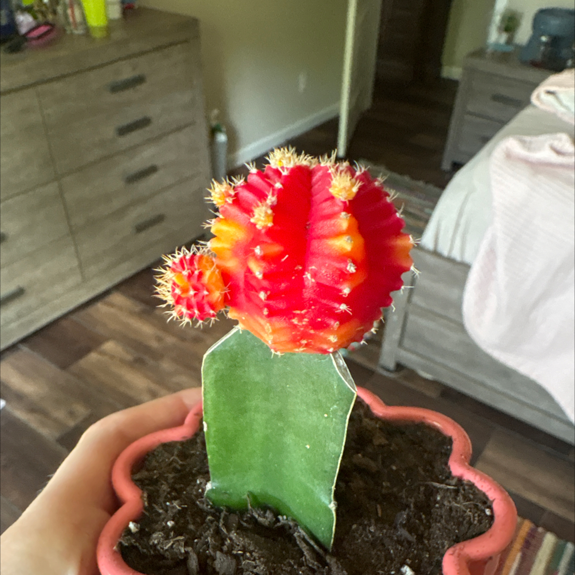 Photo of the plant species Moon Cactus by @HotNapaea95 named demi on Greg, the plant care app