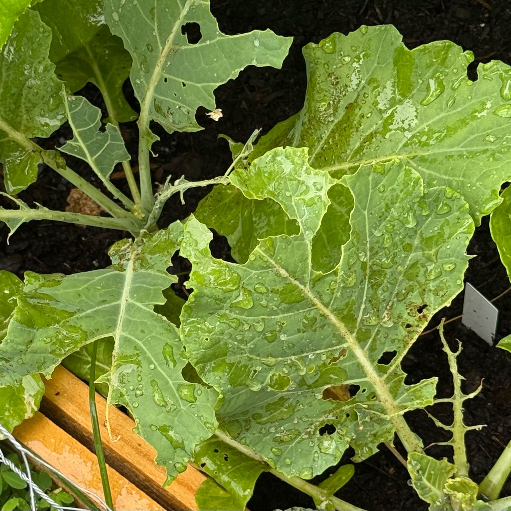 Photo of the plant species Collard Greens by @FineDodder80 named Leaf Erickson on Greg, the plant care app