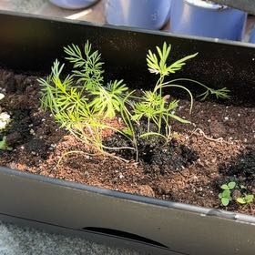 Photo of the plant species Dill by @PureSalsa20 named Austen on Greg, the plant care app