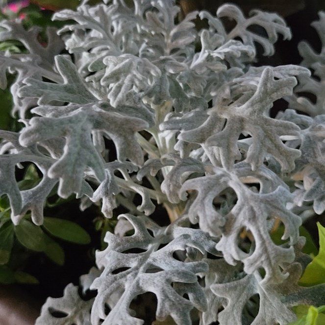Photo of the plant species Jacobaea Maritima by @PoliteMayten51 named da Vinci on Greg, the plant care app
