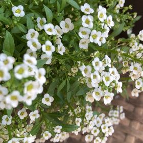 Photo of the plant species Sweet Alyssum by @SageBlackash96 named Planty on Greg, the plant care app