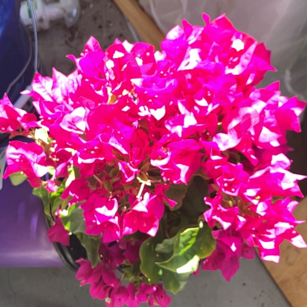 Photo of the plant species Lesser Bougainvillea by @SageBlackash96 named Tupot amaroot on Greg, the plant care app