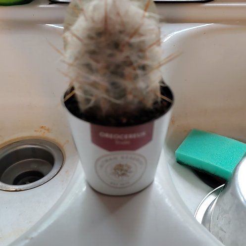 Photo of the plant species Old Man of the Mountains by @CrispNiaouli32 named Cleopatra on Greg, the plant care app