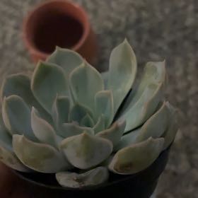 Photo of the plant species Lavender Rose Echeveria by @UltraErophaca74 named Ulysses S Plant on Greg, the plant care app