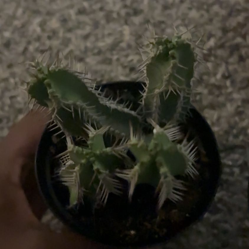 Photo of the plant species Euphorbia Polyacantha by @UltraErophaca74 named Coco on Greg, the plant care app
