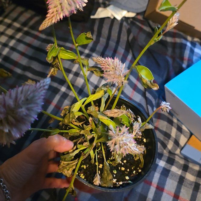 Photo of the plant species Ptilotus Exaltatus by @HeritrixLovage1 named Fernie Mercury on Greg, the plant care app