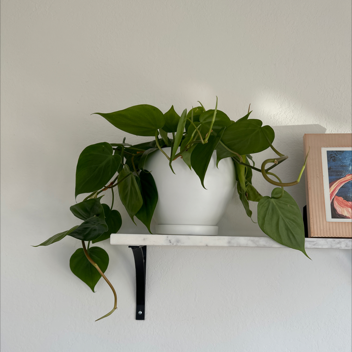 Philodendron cordatum plant in a white pot on a shelf, with vibrant green leaves.