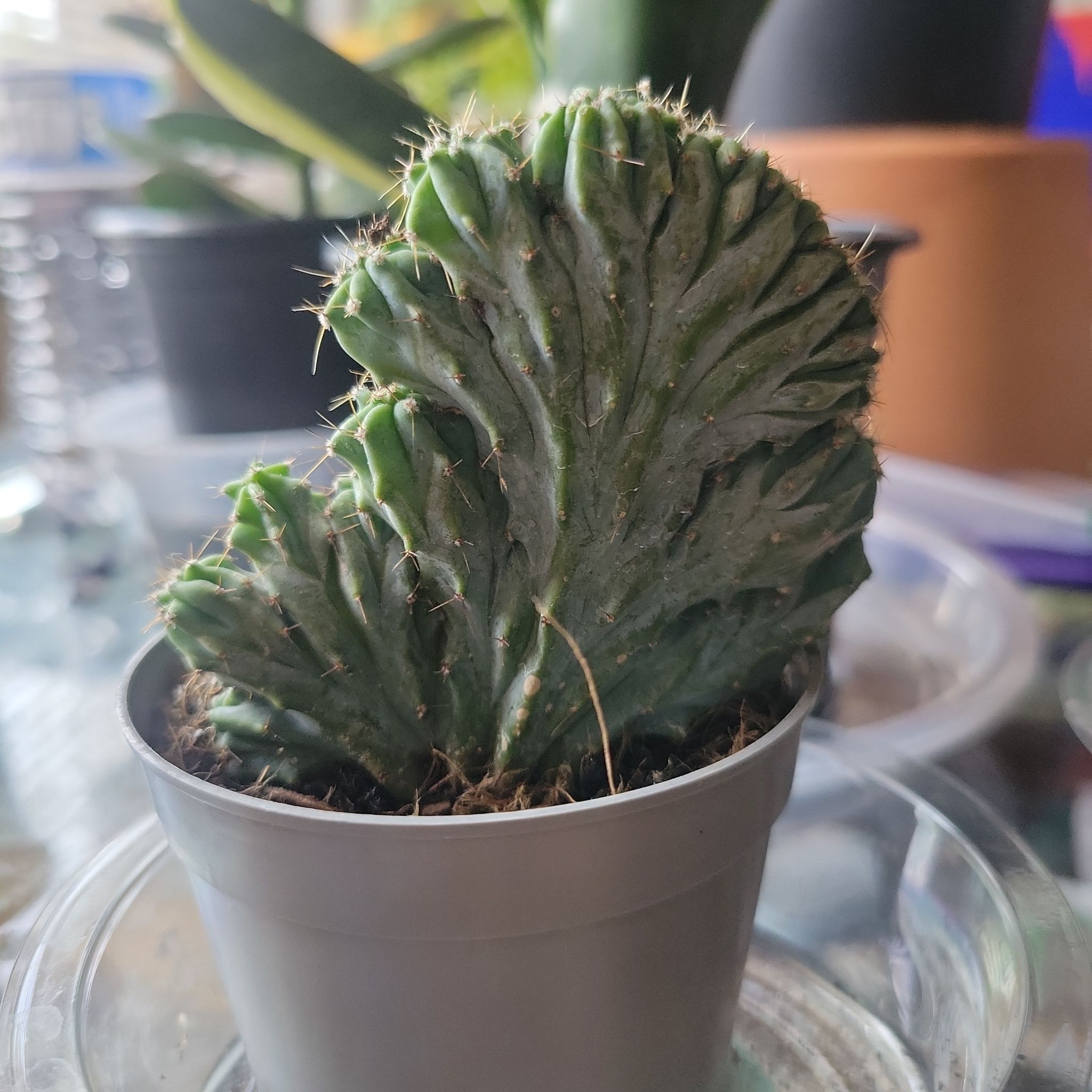 Photo of the plant species Euphorbia cristata by @ShrewdLettuce8 named Luna on Greg, the plant care app